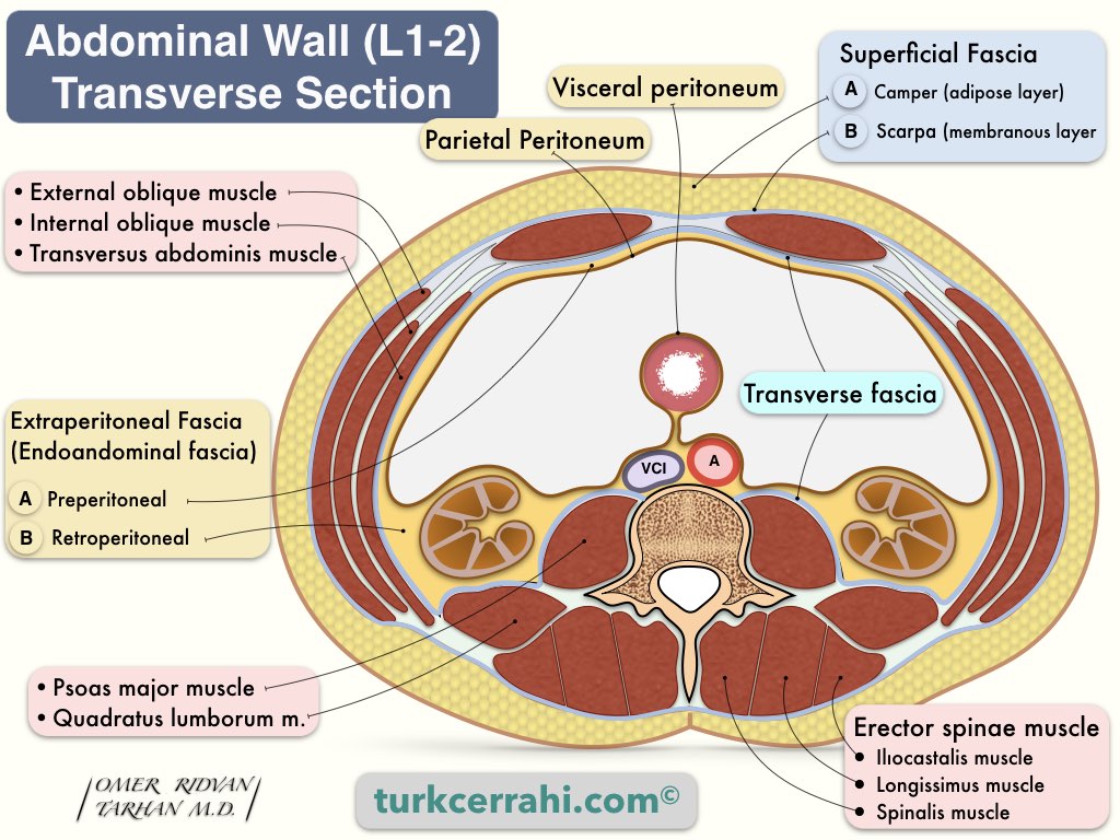 abdominal muscles layers