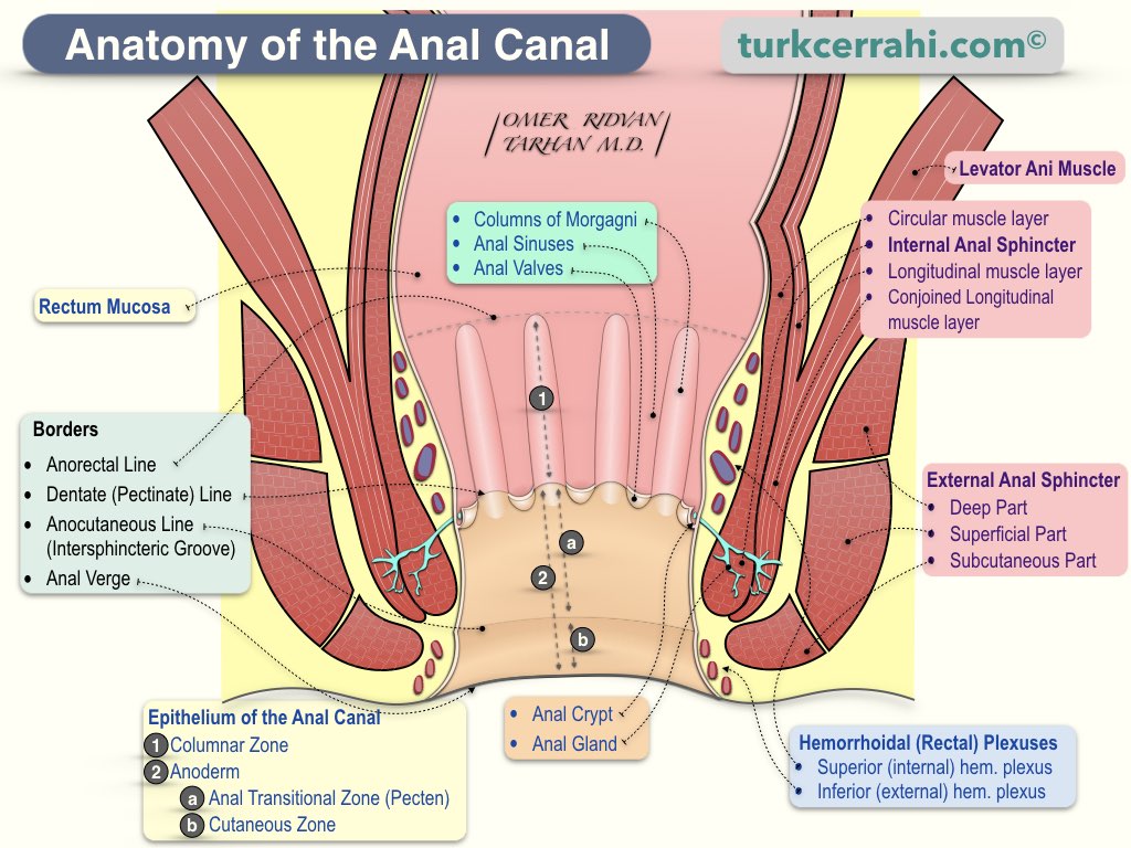 Anal Canal Medical Dictionary