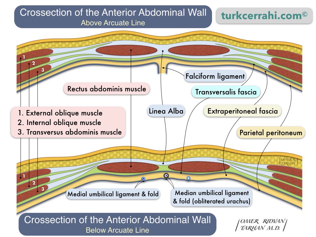 abdominal muscles layers