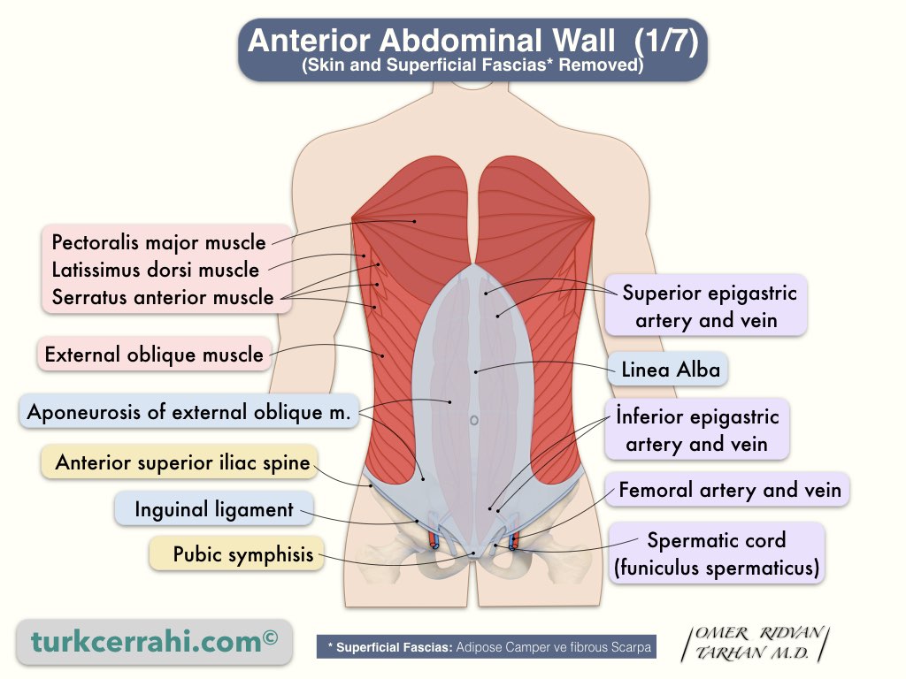 Abdominal Cavity Anatomy: Muscles