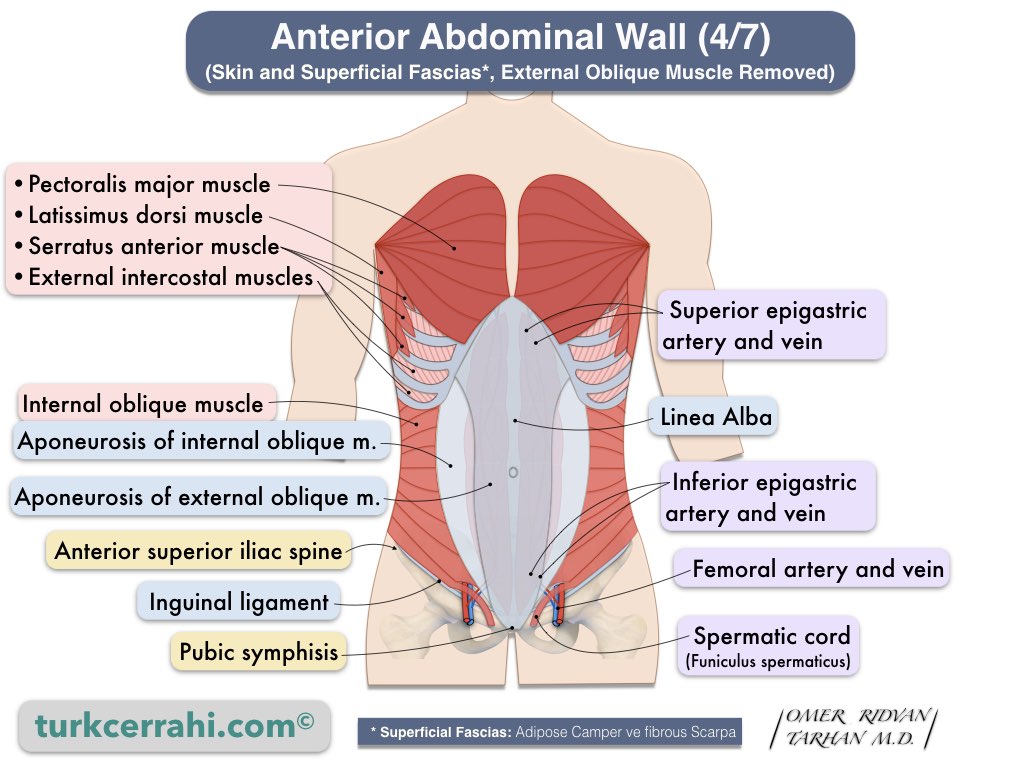 https://www.turkcerrahi.com/wp-content/uploads/anterior-abdominal-wall-anatomy-internal-oblique-muscle-4-7.jpeg