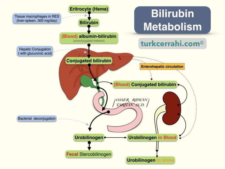 Direct Bilirubin | Medical Dictionary