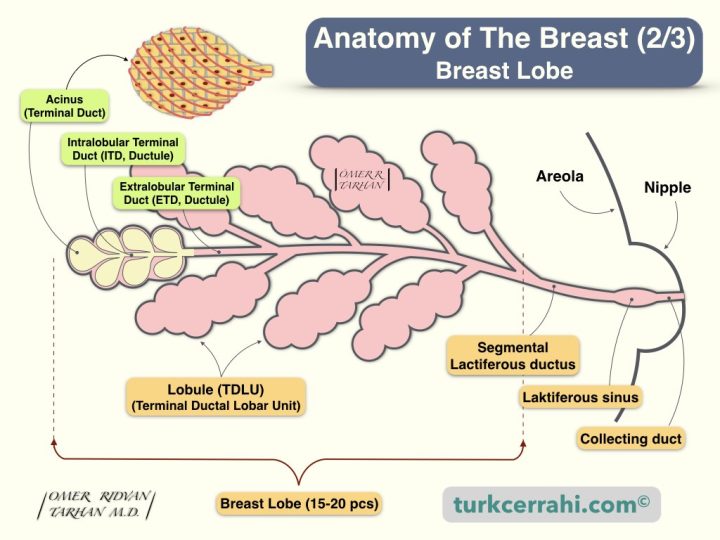 Breast anatomy: lobe, lobule, duct