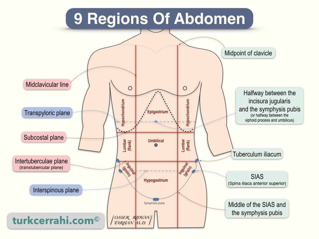 Regions and Planes of the Abdomen
