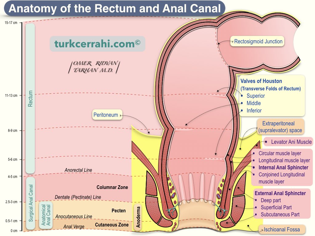 Anal arch